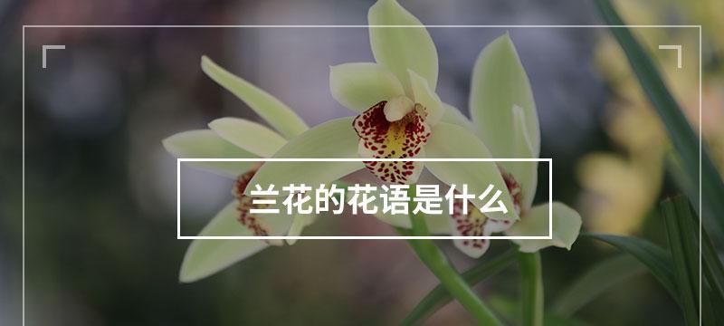 兰花的花语与含义（探秘兰花的神秘意义，解读其深刻内涵）