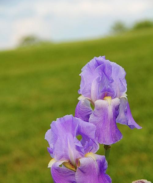 白色鸢尾与紫色鸢尾的花语探秘（探寻“纯洁”与“神秘”的花语，了解这两种鸢尾花的不同魅力）