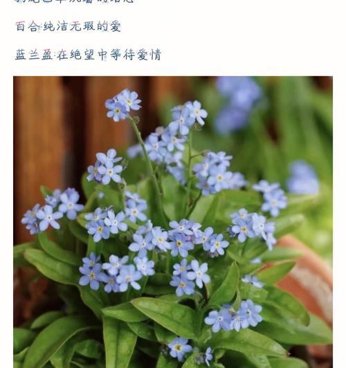 花开人间，花语述情（了解各种花的花语，用花语传递情感）