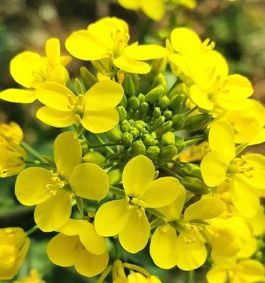 油菜花的花语与寓意（探究油菜花背后的情感与意义）