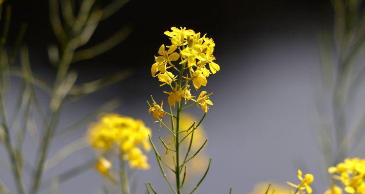 油菜花的花语与寓意（探究油菜花背后的情感与意义）