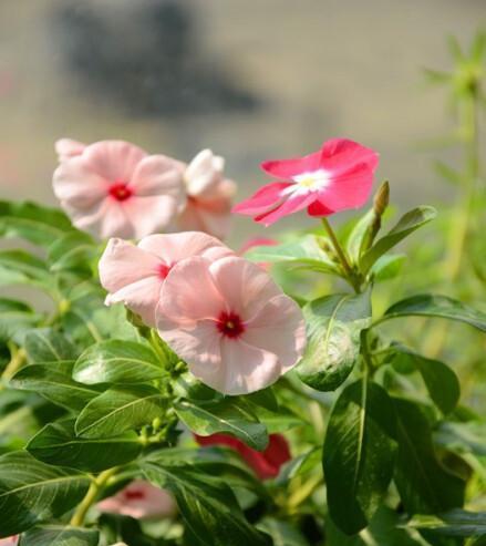 长春花语（用花语诠释爱情）