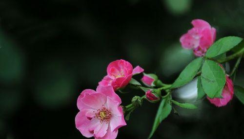 蔷薇花花语与寓意（探究蔷薇花语的文化内涵）