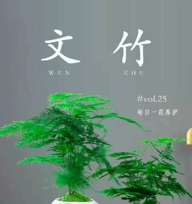 文竹之恬静与沉淀（一种低调而高雅的生命力/文竹花语与故事探究）