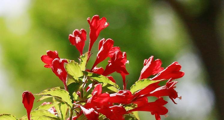 锦带花的花语和寓意（揭秘花语深意，传承文化瑰宝）