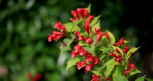 锦带花的花语和寓意（揭秘花语深意，传承文化瑰宝）