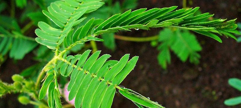 含羞草花语的象征与寓意（探秘含羞草的内心世界）