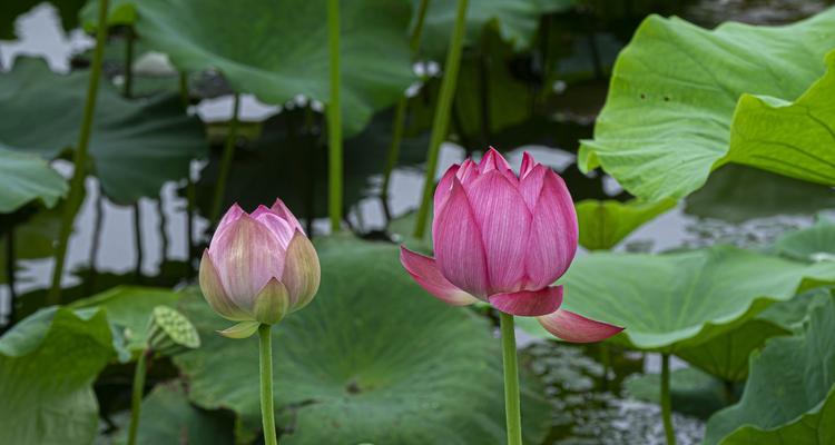 莲花的深刻寓意（探究莲花文化的精髓）