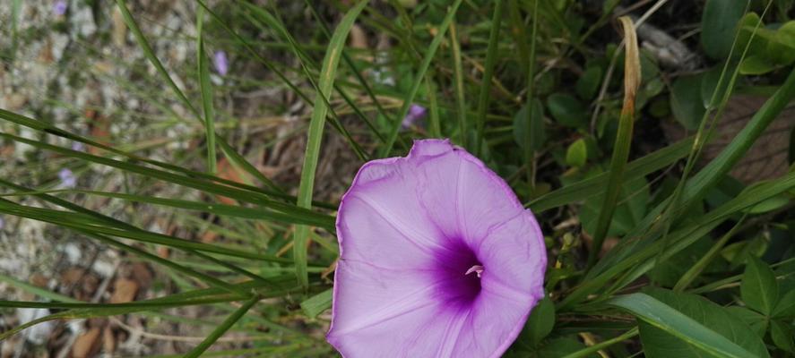 「探秘紫色花的花语」（从不同角度解读紫色花的含义）