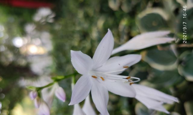 玉簪花的花语与寓意（探秘玉簪花的神秘面纱，揭示它隐藏的美丽之意）