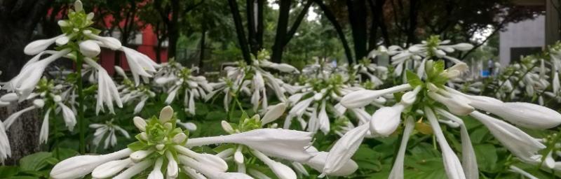 玉簪花的花语与寓意（探秘玉簪花的神秘面纱，揭示它隐藏的美丽之意）