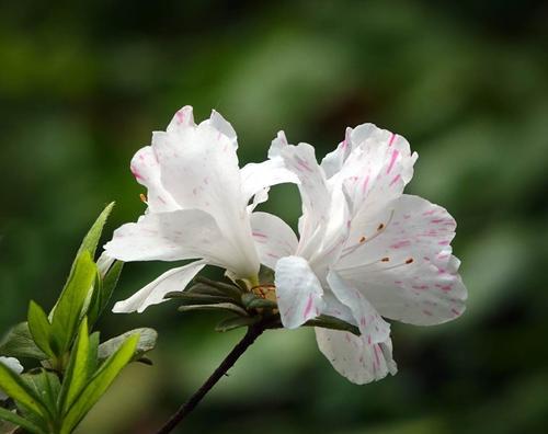 杜鹃花语与寓意（探究杜鹃花背后的情感语言）