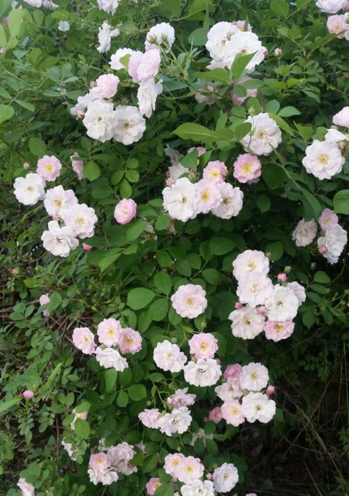 走进澳洲野蔷薇花海，领略花语奇妙（探寻澳洲野蔷薇的花语，了解它的生长习性及魅力）