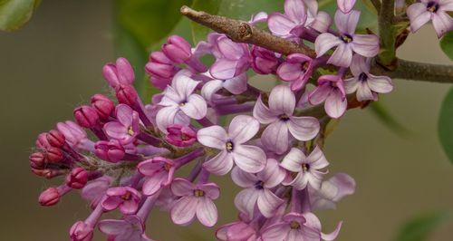 丁香花花语（以花传情传递真情）