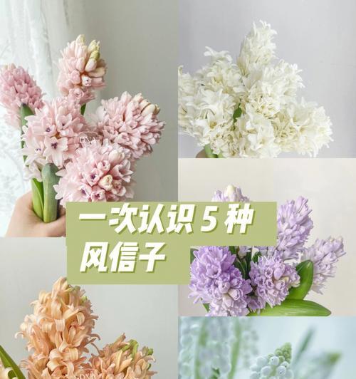 白色风信子的花语（唤醒心中的清新与纯净）