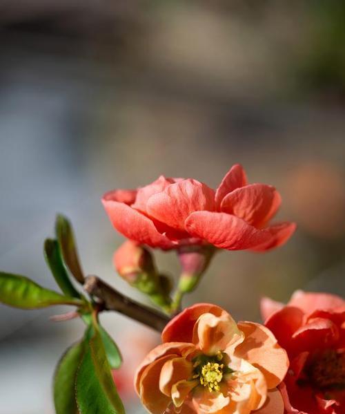 海棠花的花语（传达着爱与敬意的红色之花）