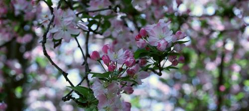 《海棠花的花语与寓意》（追寻花开的美丽故事）