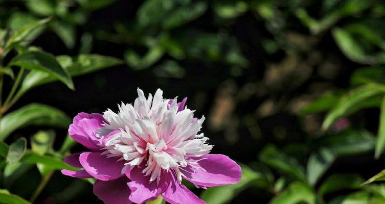 揭秘芍药的花语（花开花落，寄情于芍药——芍药花语探究）