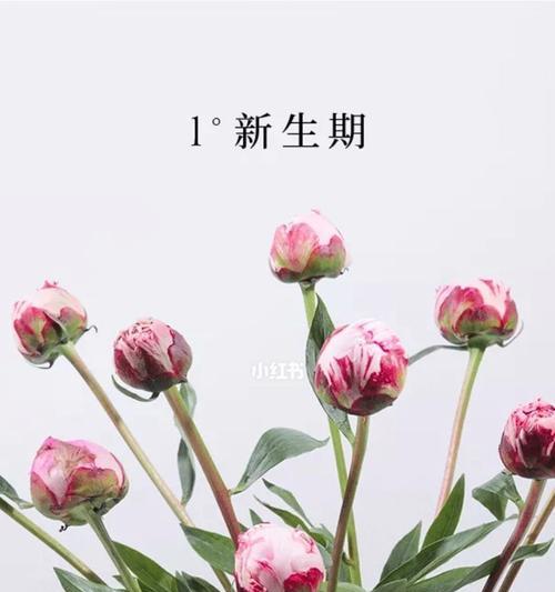 芍药花的花语和象征（探寻芍药花的意义和内涵）