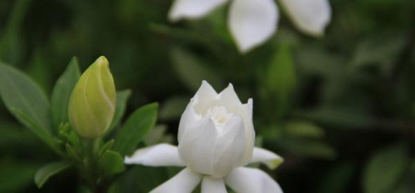 栀子花的花语和寓意（探究栀子花的内涵和象征意义）