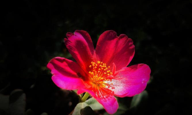 太阳花的唯美花语（探寻太阳花的魅力，传递美好的花语）