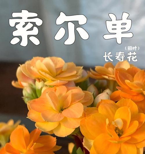 长寿花开花时间详解（探究长寿花的开花时间及其影响因素）