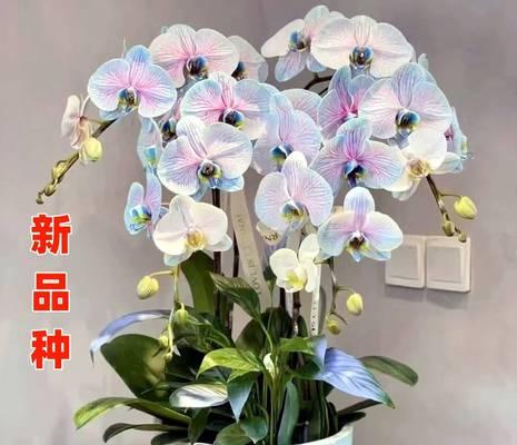 蝴蝶兰开花全攻略（掌握这些技巧，让你的蝴蝶兰开花更美丽）