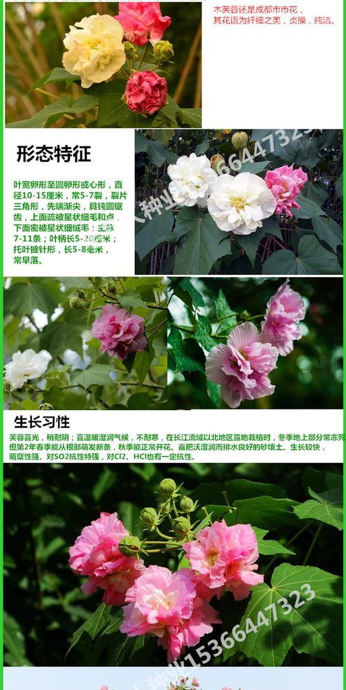 芙蓉花的根繁殖方法（掌握芙蓉花根繁殖技巧，让你轻松繁衍美丽花卉）