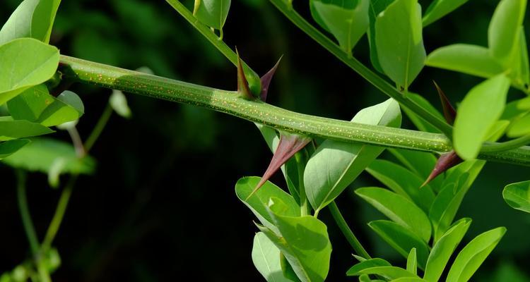 多年生草本植物的丰富多彩世界（探秘多年生草本植物的种类、特点和应用）