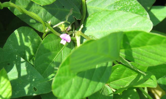 多年生草本植物的丰富多彩世界（探秘多年生草本植物的种类、特点和应用）