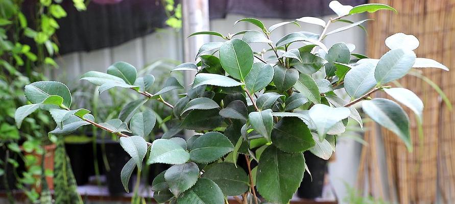 茶花掉叶原因及应对方法（从根源解决茶花掉叶问题，让你的茶花长势更旺盛）