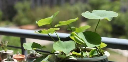 碗莲发芽后入泥时间与深度的注意事项（浅谈碗莲种植的技巧）