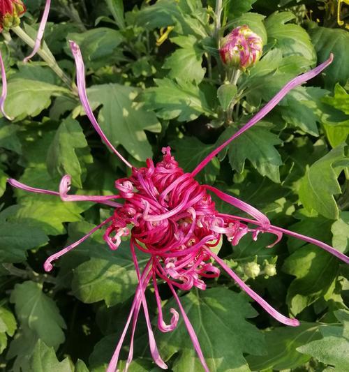 探秘菊花的形状奥秘——它像什么？（揭秘菊花外形之谜，一图胜千言！）