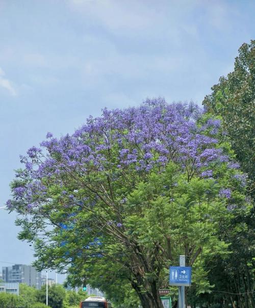 蓝花楹的生长与繁殖（探秘蓝花楹的开花结果及关键时期）