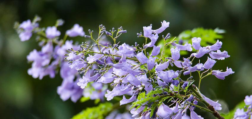 蓝花楹的生长与繁殖（探秘蓝花楹的开花结果及关键时期）