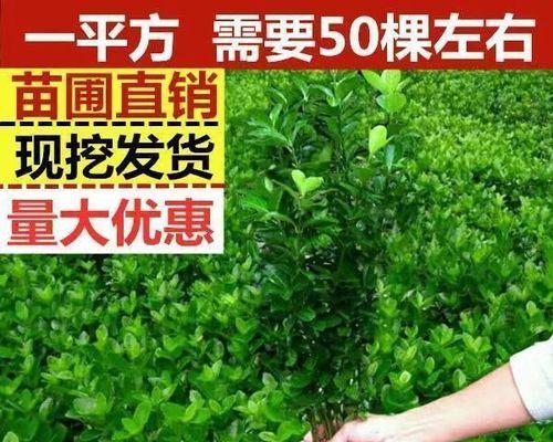 四季常青植物篱笆墙（以常青树为主的篱笆墙设计，打造天然屏障）