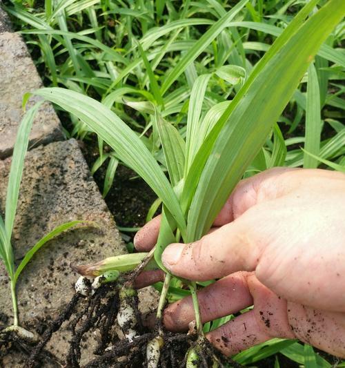 白芨种植全攻略（白芨种植方法详解，让你轻松上手）