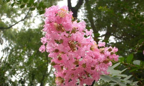 夏天的花海漫步（探寻盛夏中璀璨绽放的花朵）