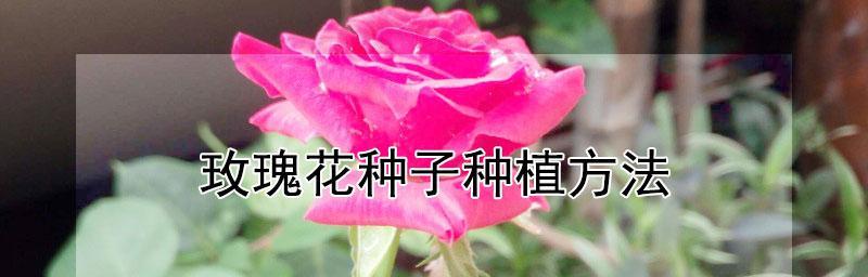 玫瑰花种植指南（时间、方法、技巧一网打尽）