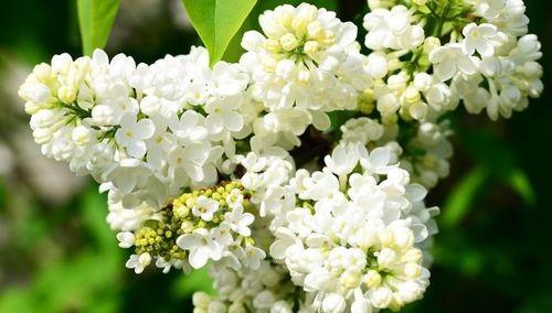 丁香花的美丽与神秘（探寻丁香花的外形、生长习性与文化意义）