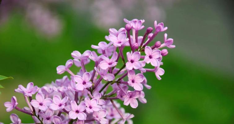 丁香花的美丽与神秘（探寻丁香花的外形、生长习性与文化意义）