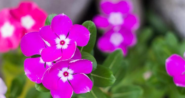 打造长久花期，不费心的花园（探索花期长、好养的花卉世界，让您的花园更美丽）