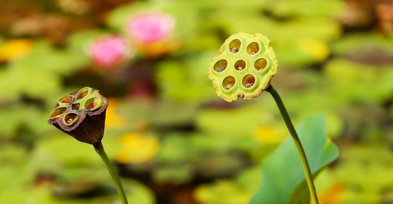 莲花开花时间及养护技巧（如何打造美丽的莲花池）