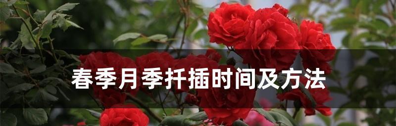 月季花的开放时间（探秘月季花开放的奥秘）