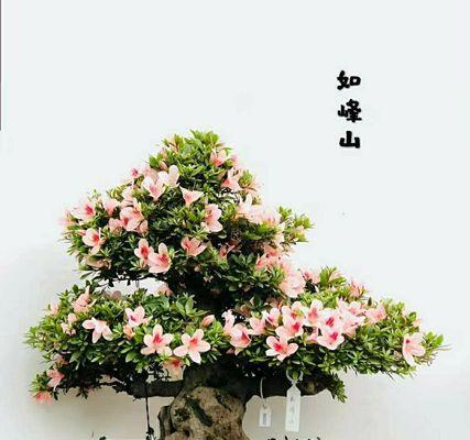 如何养护杜鹃花，让其开出绚烂的花期（花期、养护、“杜鹃花”）