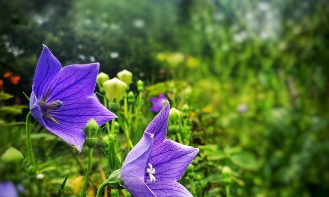 吉梗花和桔梗花的养殖技巧（打造美丽花园，从吉梗花和桔梗花开始）