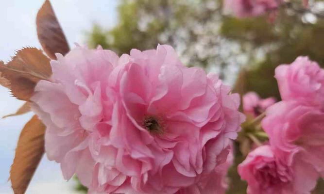 樱花花语——美丽与祝福的象征（深入探究樱花花语及其文化内涵）