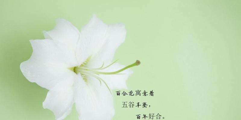 百合花的寓意与花语（揭示百合花的含义与象征）