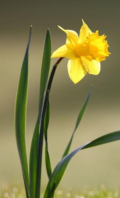 水仙花之真正花语（探寻水仙花的隐藏花语，深入了解花的心声）