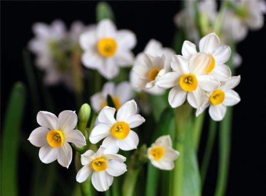 水仙花之真正花语（探寻水仙花的隐藏花语，深入了解花的心声）